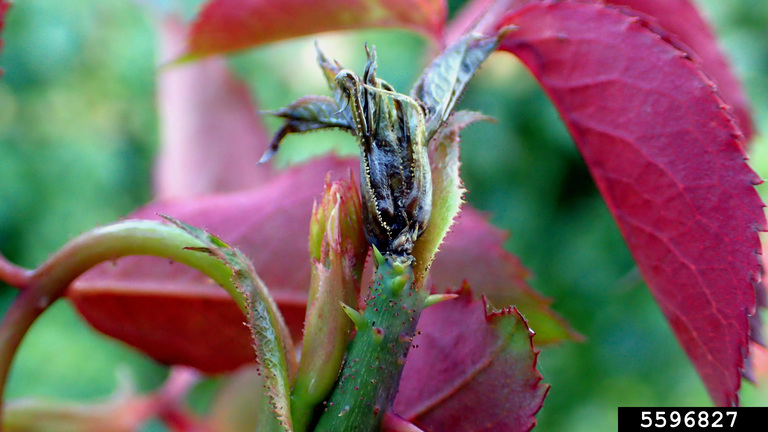 Rose bud killed by rose midge